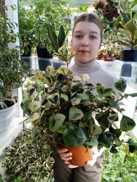 Фикус Triangularis yellow variegata